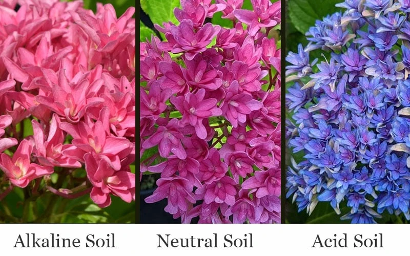 Princess Diana Hydrangea - 3 Gallon Pot 6 Princess Diana Hydrangea - 3 Gallon Pot - Image 4