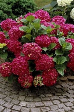 Red Sensation Hydrangea - 3 Gallon Pot 12 Red Sensation Hydrangea - 3 Gallon Pot -Bush Sale Shop hydrangea macrophylla red sensation 2