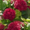 Red Sensation Hydrangea - 3 Gallon Pot 2 Red Sensation Hydrangea - 3 Gallon Pot -Bush Sale Shop hydrangea macrophylla red sensation 5
