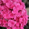 Ruby Blossom Double Hydrangea - 2 Gallon Pot 2 Ruby Blossom Double Hydrangea - 2 Gallon Pot -Bush Sale Shop hydrangea macrophylla ruby blossom 3