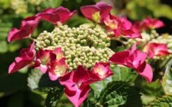 Teller Red Hydrangea - 1 Gallon Pot -Bush Sale Shop hydrangea macrophylla teller red 3