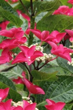 Teller Red Hydrangea - 1 Gallon Pot -Bush Sale Shop hydrangea macrophylla teller red 4