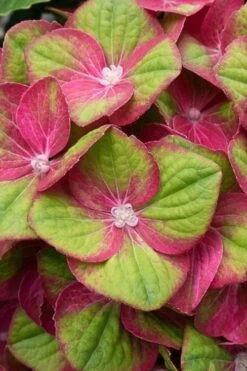 Tilt-A-Swirl Hydrangea - 3 Gallon Pot 17 Tilt-A-Swirl Hydrangea - 3 Gallon Pot -Bush Sale Shop hydrangea macrophylla tilt a swirl 4