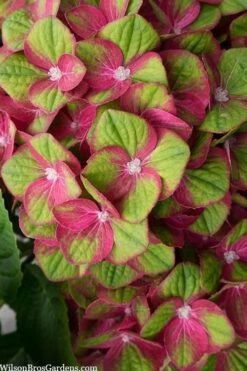 Tilt-A-Swirl Hydrangea - 3 Gallon Pot 13 Tilt-A-Swirl Hydrangea - 3 Gallon Pot -Bush Sale Shop hydrangea macrophylla tilt a swirl 5