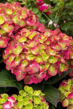 Tilt-A-Swirl Hydrangea - 3 Gallon Pot 14 Tilt-A-Swirl Hydrangea - 3 Gallon Pot -Bush Sale Shop hydrangea macrophylla tilt a swirl 7