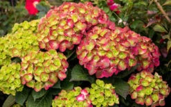 Tilt-A-Swirl Hydrangea - 3 Gallon Pot - SALE -Bush Sale Shop hydrangea macrophylla tilt a swirl 8 1