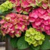 Tilt-A-Swirl Hydrangea - 3 Gallon Pot 2 Tilt-A-Swirl Hydrangea - 3 Gallon Pot -Bush Sale Shop hydrangea macrophylla tilt a swirl 9