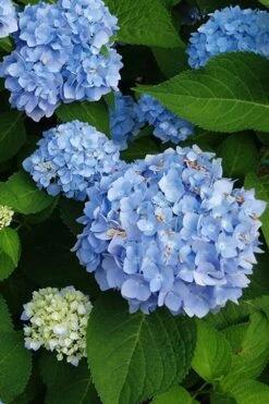 Mini Penny Hydrangea - 1 Gallon Pot 9 Mini Penny Hydrangea - 1 Gallon Pot -Bush Sale Shop hydrangea mini penny 500x750202 1
