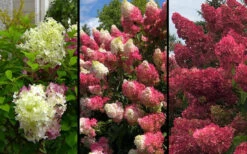 Berry White Hydrangea - Single Trunk Tree Form - 3 Gallon Pot 10 Berry White Hydrangea - Single Trunk Tree Form - 3 Gallon Pot -Bush Sale Shop hydrangea paniculata berry white 9