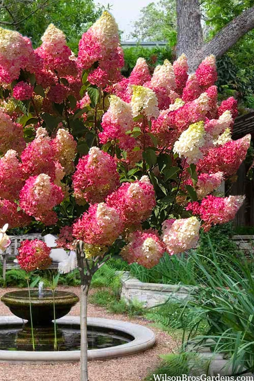 Berry White Hydrangea - Single Trunk Tree Form - 3 Gallon Pot 3 Berry White Hydrangea - Single Trunk Tree Form - 3 Gallon Pot