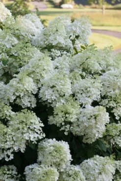 Bobo Hydrangea - 3 Gallon Pot 12 Bobo Hydrangea - 3 Gallon Pot -Bush Sale Shop hydrangea paniculata bobo 3