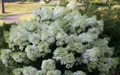 Bobo Hydrangea - 3 Gallon Pot 13 Bobo Hydrangea - 3 Gallon Pot -Bush Sale Shop hydrangea paniculata bobo 4
