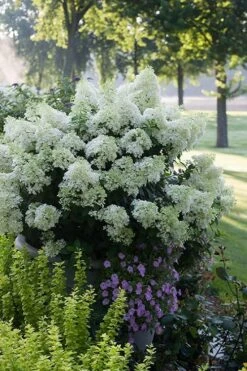 Bobo Hydrangea - 3 Gallon Pot 11 Bobo Hydrangea - 3 Gallon Pot -Bush Sale Shop hydrangea paniculata bobo 5