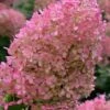Bobo Hydrangea - 3 Gallon Pot 2 Bobo Hydrangea - 3 Gallon Pot -Bush Sale Shop hydrangea paniculata bobo 6