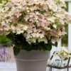 Early Evolution Hydrangea - 1 Gallon Pot 1 Early Evolution Hydrangea - 1 Gallon Pot -Bush Sale Shop hydrangea paniculata early evolution 1