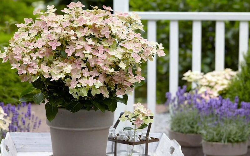 Early Evolution Hydrangea - 1 Gallon Pot 8 Early Evolution Hydrangea - 1 Gallon Pot - Image 6