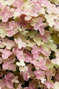 Early Evolution Hydrangea - 1 Gallon Pot 13 Early Evolution Hydrangea - 1 Gallon Pot -Bush Sale Shop hydrangea paniculata early evolution 3