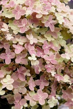 Early Evolution Hydrangea - 1 Gallon Pot 15 Early Evolution Hydrangea - 1 Gallon Pot -Bush Sale Shop hydrangea paniculata early evolution 4
