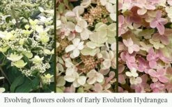 Early Evolution Hydrangea - 1 Gallon Pot 12 Early Evolution Hydrangea - 1 Gallon Pot -Bush Sale Shop hydrangea paniculata early evolution 5