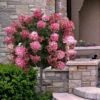 Fire Light Hydrangea - Single Trunk Topiary Tree - 5 Gallon Pot 1 Fire Light Hydrangea - Single Trunk Topiary Tree - 5 Gallon Pot -Bush Sale Shop hydrangea paniculata fire light tree form standard 2