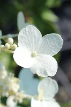 Kyushu Hydrangea - 3 Gallon Pot 15 Kyushu Hydrangea - 3 Gallon Pot -Bush Sale Shop hydrangea paniculata kyushu 23