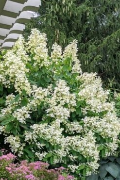 Kyushu Hydrangea - 3 Gallon Pot 13 Kyushu Hydrangea - 3 Gallon Pot -Bush Sale Shop hydrangea paniculata kyushu 7