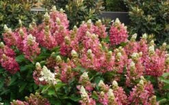 Flare Hydrangea - 3 Gallon Pot -Bush Sale Shop hydrangea paniculata lava lamp flare 11