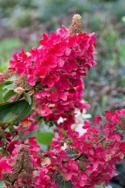 Flare Hydrangea - 3 Gallon Pot -Bush Sale Shop hydrangea paniculata lava lamp flare 15 1