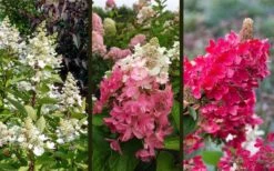 Flare Hydrangea - 3 Gallon Pot -Bush Sale Shop hydrangea paniculata lava lamp flare 16