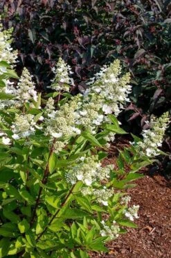 Flare Hydrangea - 3 Gallon Pot -Bush Sale Shop hydrangea paniculata lava lamp flare 17