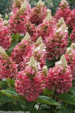Flare Hydrangea - 3 Gallon Pot -Bush Sale Shop hydrangea paniculata lava lamp flare 3