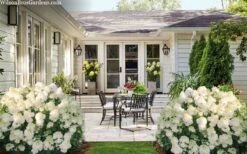 Little Hottie Hydrangea - 2.5 Gallon Pot 13 Little Hottie Hydrangea - 2.5 Gallon Pot -Bush Sale Shop hydrangea paniculata little hottie 7