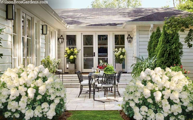 Little Hottie Hydrangea - 2.5 Gallon Pot 7 Little Hottie Hydrangea - 2.5 Gallon Pot - Image 5