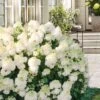 Little Hottie Hydrangea - 3 Gallon Pot 1 Little Hottie Hydrangea - 3 Gallon Pot -Bush Sale Shop hydrangea paniculata little hottie 8 1
