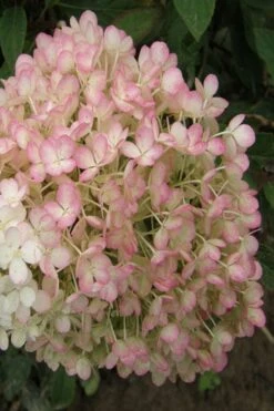 Little Hottie Hydrangea - 3 Gallon Pot 15 Little Hottie Hydrangea - 3 Gallon Pot -Bush Sale Shop hydrangea paniculata little hottie 9 1