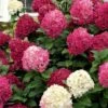 Little Lime Punch Hydrangea - 3 Gallon Pot 1 Little Lime Punch Hydrangea - 3 Gallon Pot -Bush Sale Shop hydrangea paniculata little lime punch 1