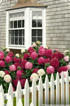 Little Lime Punch Hydrangea - 3 Gallon Pot 10 Little Lime Punch Hydrangea - 3 Gallon Pot -Bush Sale Shop hydrangea paniculata little lime punch 2