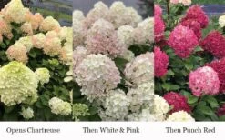 Little Lime Punch Hydrangea - 3 Gallon Pot 11 Little Lime Punch Hydrangea - 3 Gallon Pot -Bush Sale Shop hydrangea paniculata little lime punch 3