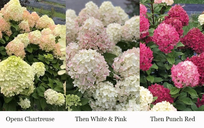 Little Lime Punch Hydrangea - 3 Gallon Pot 7 Little Lime Punch Hydrangea - 3 Gallon Pot - Image 5