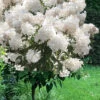 Phantom Hydrangea (Single Trunk Tree Form) - 7 Gallon Pot -Bush Sale Shop hydrangea paniculata phantom single trunk tree form 2