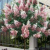 Pinky Winky Hydrangea (Single Trunk Tree Form) - 7 Gallon Pot 2 Pinky Winky Hydrangea (Single Trunk Tree Form) - 7 Gallon Pot -Bush Sale Shop hydrangea paniculata pinky winky single trunk tree form 3