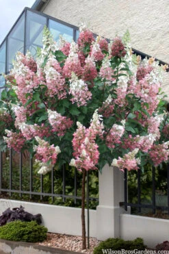 Pinky Winky Hydrangea (Single Trunk Tree Form) - 7 Gallon Pot