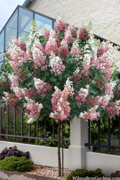 Pinky Winky Hydrangea (Single Trunk Tree Form) - 7 Gallon Pot 3 Pinky Winky Hydrangea (Single Trunk Tree Form) - 7 Gallon Pot