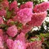 Strawberry Sundae Hydrangea - 3 Gallon Pot 2 Strawberry Sundae Hydrangea - 3 Gallon Pot -Bush Sale Shop hydrangea paniculata strawberry sundae 1