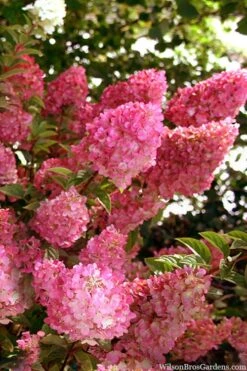 Strawberry Sundae Hydrangea - 3 Gallon Pot