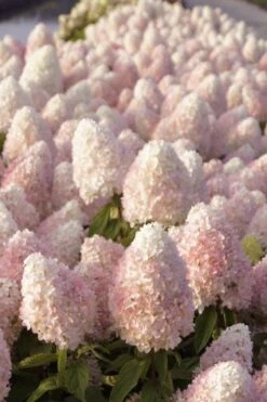 Sweet Summer Panicle Hydrangea - 3 Gallon Pot 13 Sweet Summer Panicle Hydrangea - 3 Gallon Pot -Bush Sale Shop hydrangea paniculata sweet summer 1