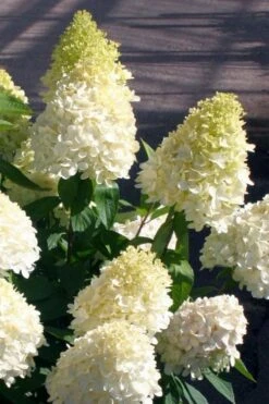 Sweet Summer Panicle Hydrangea - 3 Gallon Pot 12 Sweet Summer Panicle Hydrangea - 3 Gallon Pot -Bush Sale Shop hydrangea paniculata sweet summer 2