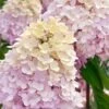 Sweet Summer Panicle Hydrangea - 3 Gallon Pot 1 Sweet Summer Panicle Hydrangea - 3 Gallon Pot -Bush Sale Shop hydrangea paniculata sweet summer 6