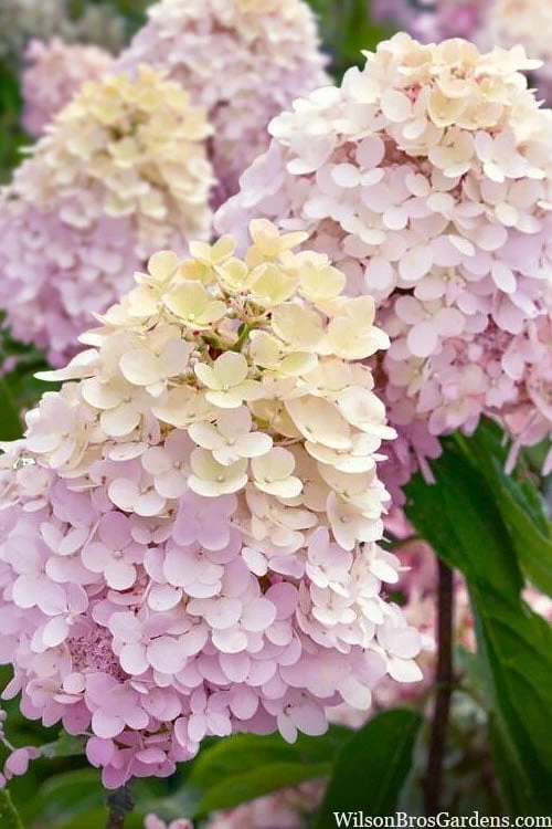 Sweet Summer Panicle Hydrangea - 3 Gallon Pot 3 Sweet Summer Panicle Hydrangea - 3 Gallon Pot