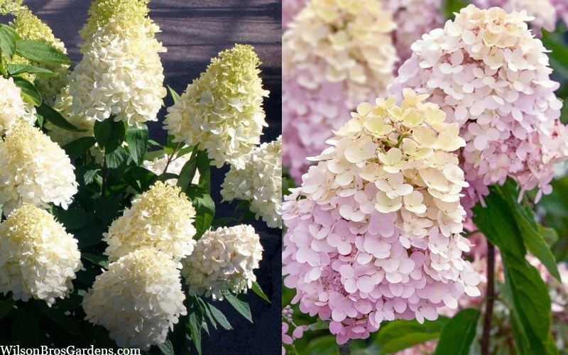 Sweet Summer Panicle Hydrangea - 3 Gallon Pot 6 Sweet Summer Panicle Hydrangea - 3 Gallon Pot - Image 4